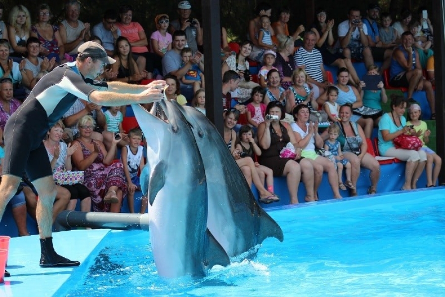 Дельфинарий / шоу-программа